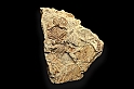 VBS_9099 - Museo Paleontologico - Asti